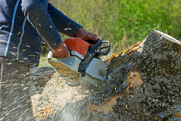 Seasonal Cleanup (Spring/Fall) in Griffin, GA